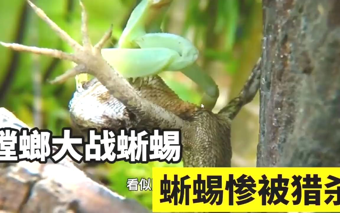 V体育-荷兰队与加拿大斗智斗勇,谁能笑到最后?-第1张图片-V体育 V体育-荷兰队与加拿大斗智斗勇,谁能笑到最后?-第1张图片-V体育